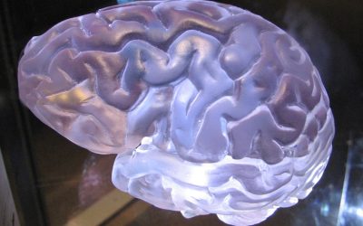 Cuando el Cerebro se Pone Dramático: La Neurociencia Detrás de la Resolución de Conflictos Laborales